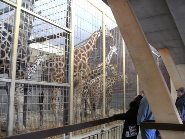 Giraffen hinter Gittern