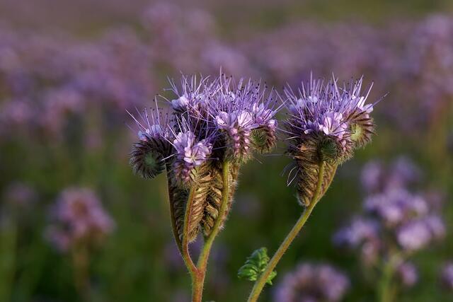 Büschelblume=Phacelia t. ( Berichtigt 18.05.2018)