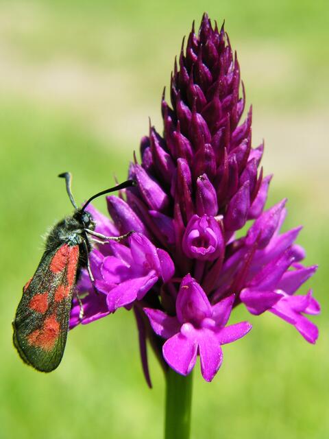 Pyramiden-Hundswurz, Spitzorchis ( Anacampti).  (berichtigt 19.05.18)