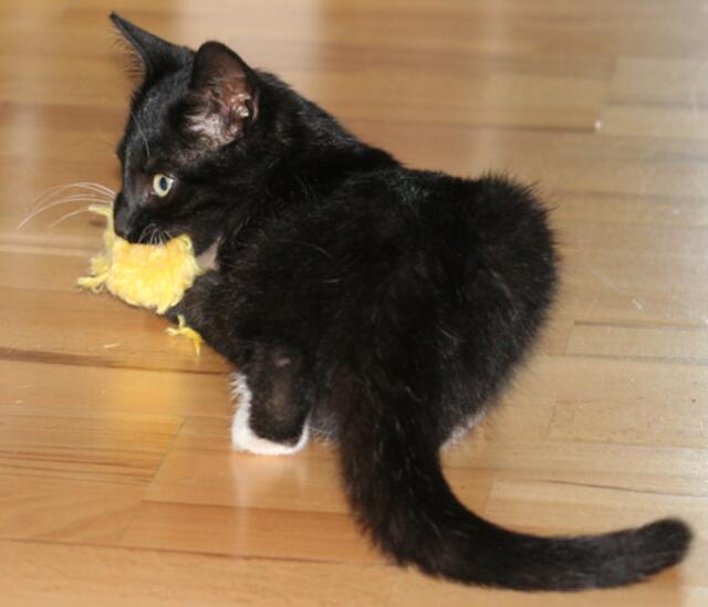 Kater Moritz