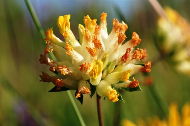 Wundklee (Berichtigt 19.05.18)