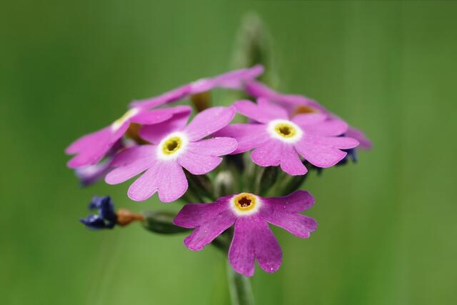 Mehlprimel (berichtigt 19.05.18)