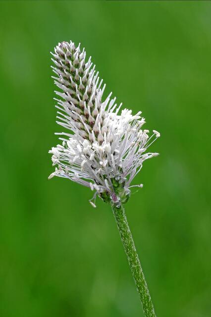 Spitzwegerich  (Berichtigt 19.05.18)