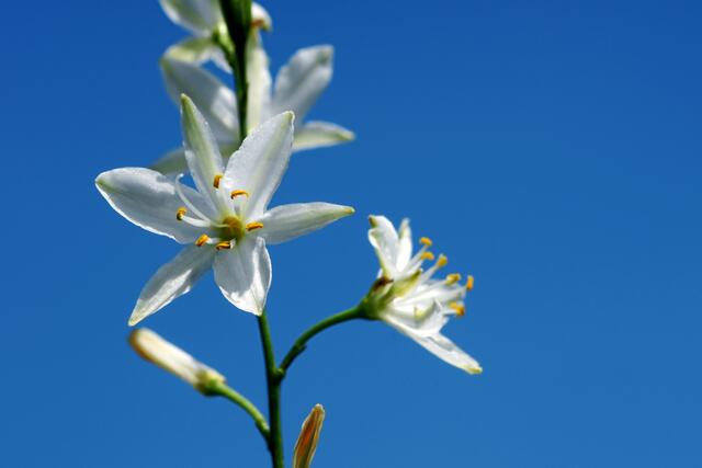 Graslilie (berichtigt 18.05.2018)