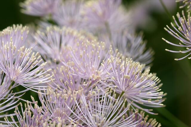 Akeleiblätterige Wiesenraute (Berichtigt 19.05.18)