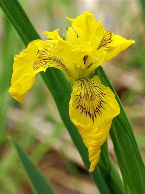 gelbe Schwertlilie  (berichtigt 19.05.18)