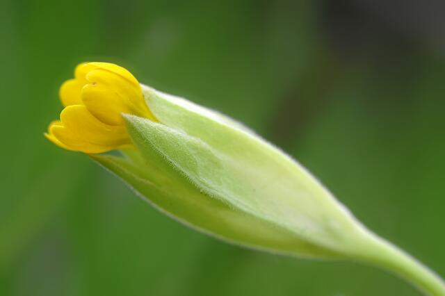 Medizinal-Schlüsselblume ( berichtigt 18.05.18)
