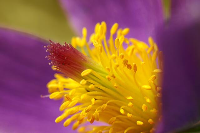 Küchenschelle oder Kuhschelle