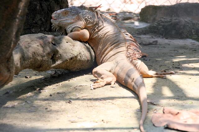 Hispaniola-Leguan