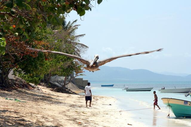 Auch Pelikane leben auf der Insel