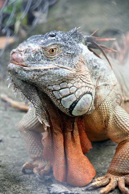 Hispaniola-Leguane können bis 1.20 Mtr. groß und bis zu 9 Kilo schwer werden
