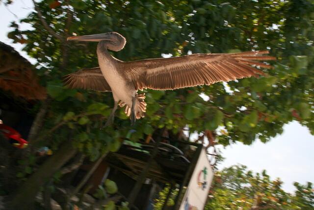 Pelikan im Landeanflug