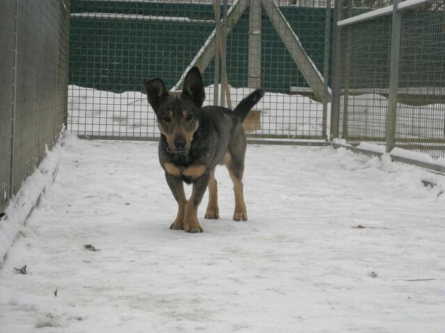 Sammy