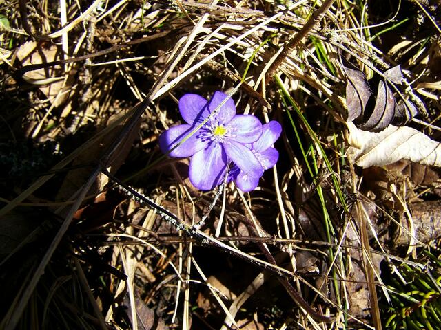 lässte manche Blüte blühn
