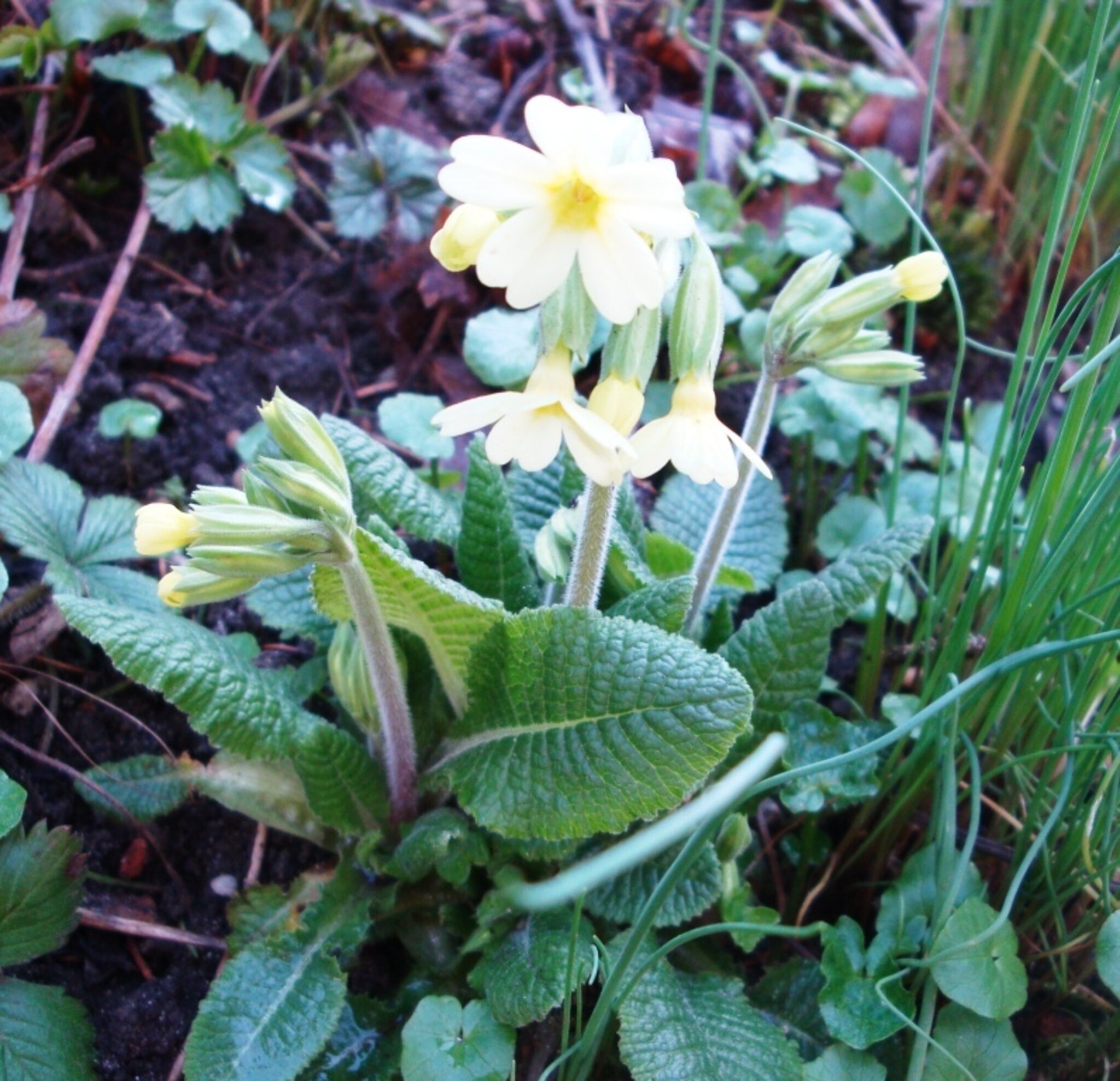 Die Schlüsselblume im Garten hilft mir Friedberg