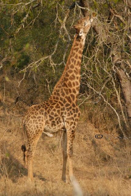 Giraffe | Foto: Flickr-Bild von Mansir Petrie