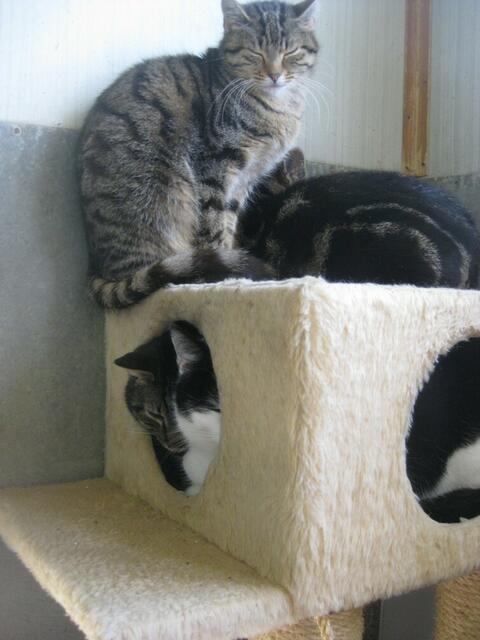 Jonas, Peterle, Bubbles, Sinclair
