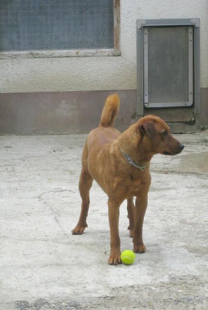 Vince