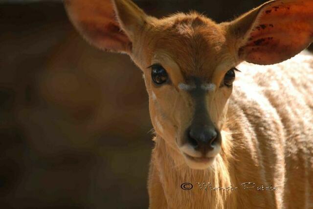 Nyala | Foto: Flickr-Bild von Mansir Petrie
