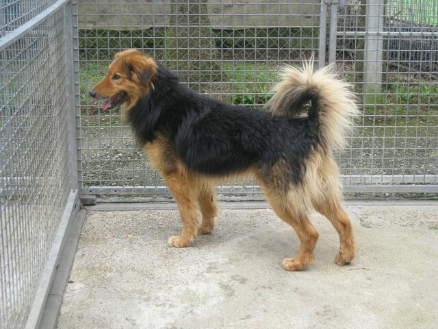 Simon
