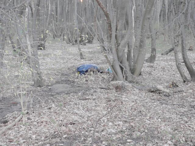 ....in den Wald getragene blaue Säcke....