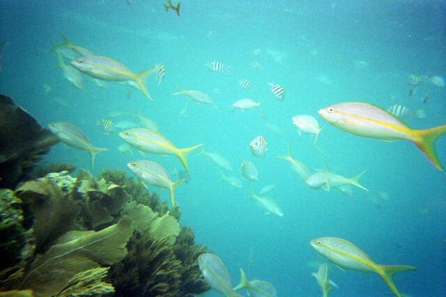 Yellowtail snapper