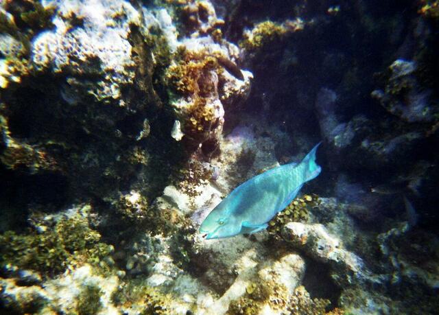 Blue Parrotfish
