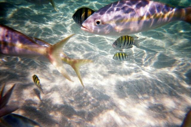 Yellowtail snapper