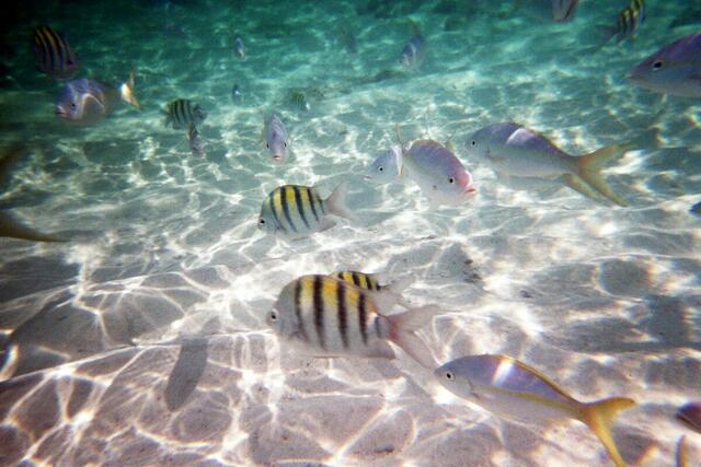 Petaca rayada und Yellowtail snapper