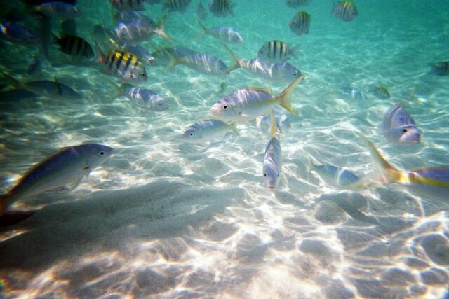 Yellowtail snapper