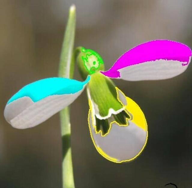 Normale Schneeglöckchengestalt - mutierbar; siehe WEB-Artikel W.H. - Link-Hinweis.