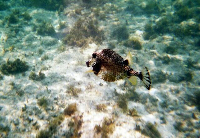 Trunk fish