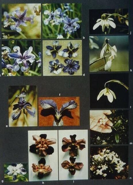 Iris- und Schneeglöckcehn-Muatnten. Asymmetrisation / Symmetrisation als Wandlungsgesetz: googeln bitte; Farbtafel aus W.H. (1) 1989/1998.