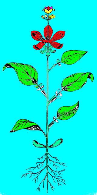 Urpflanze - zu GOETHEs Metamorphose-Lehre. Bild des Prototyps einer Sprosspflanze coloriert nach W.H.s Werk (1), Abb. 244 (Kap. 10.3.4.7.).
