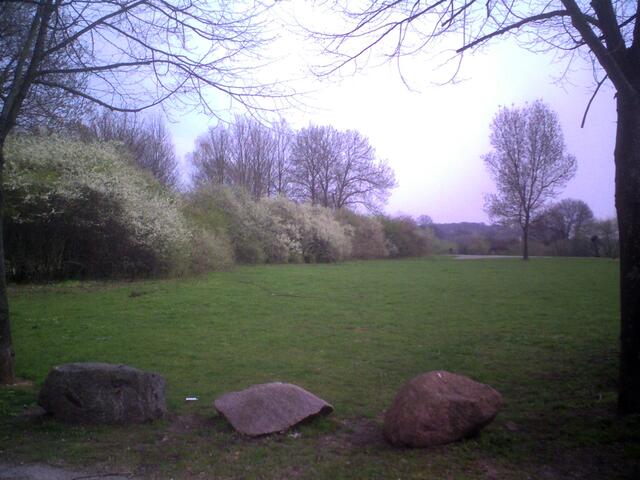 Weißdorn im Seelzer Bürgerpark