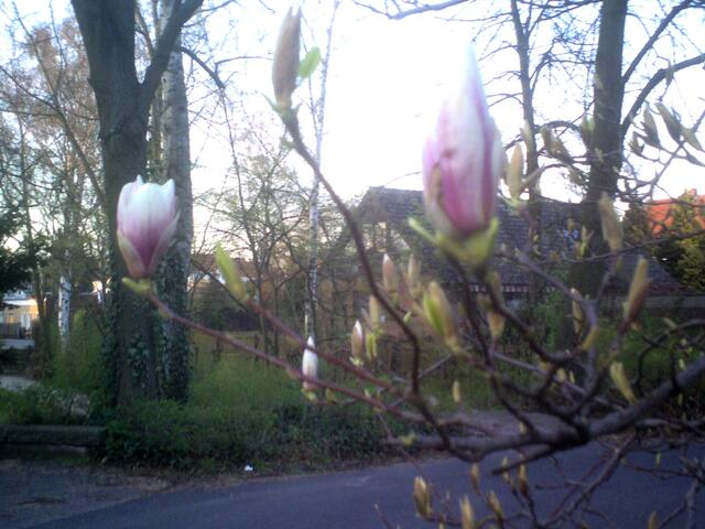 Magnolienblüten und -knospen