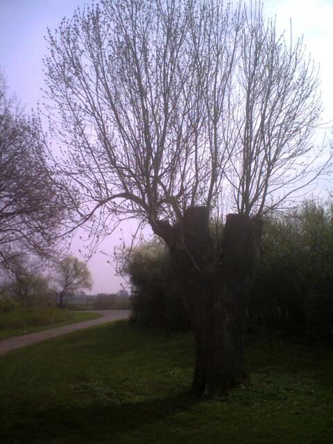hier hat der Mensch eingegriffen und die Natur sich wieder Raum verschafft