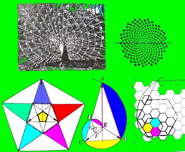 Über Pfau-Radschlagen, Goldener Schnitt & Winkel sowie Pentagramm und logarithmische Spirale mehr in EST-Anthologie (1), Abb. 6, S. 269. Artikel in W.H.s Homepage!