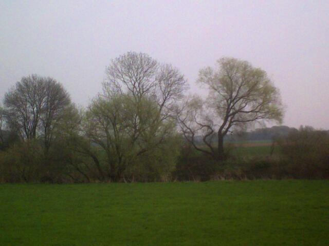 Leineauen