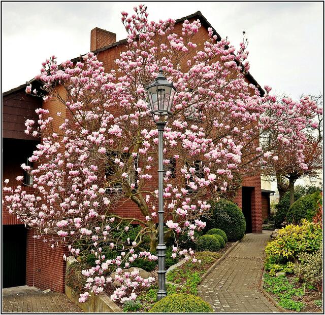 Diese Magnolie ist vor 18 Jahren gepflanzt worden