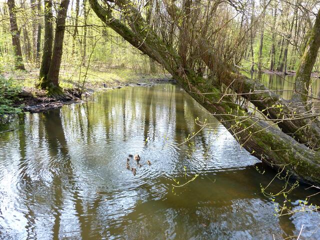 Küken in schöner Wasserlandschaft