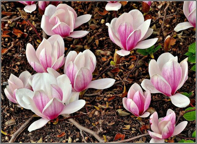 Hier mal als "Bodendecker"