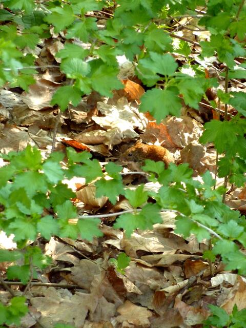 Suchbild: Wer findet mich und wer bin ich?