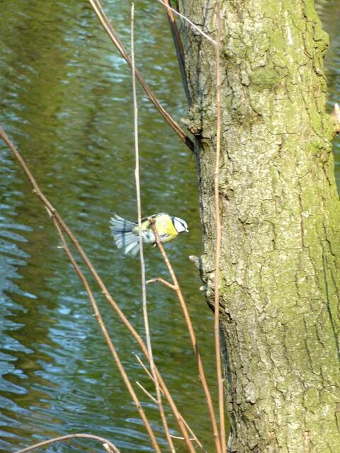 Zum ersten Mal gelang es, einen Vogel zu fotografieren: Eine süße Blaumeise.