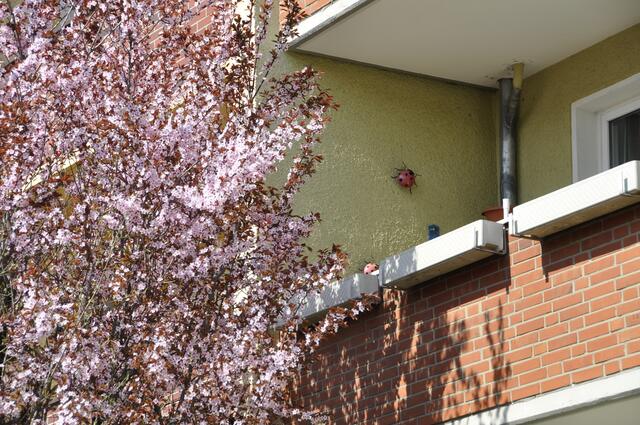 Auch der Marienkäfer findet die Sonne klasse..