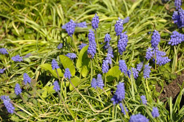 Immer mehr Blüten schießen hervor...