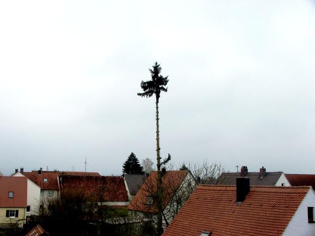 wird der Baum...