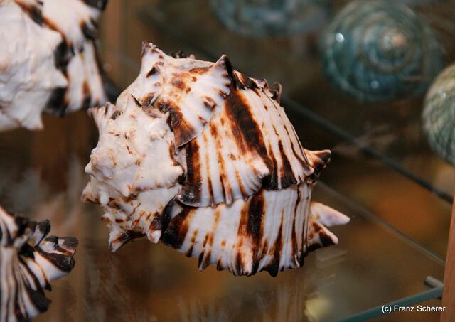 Ein Muscheltraum