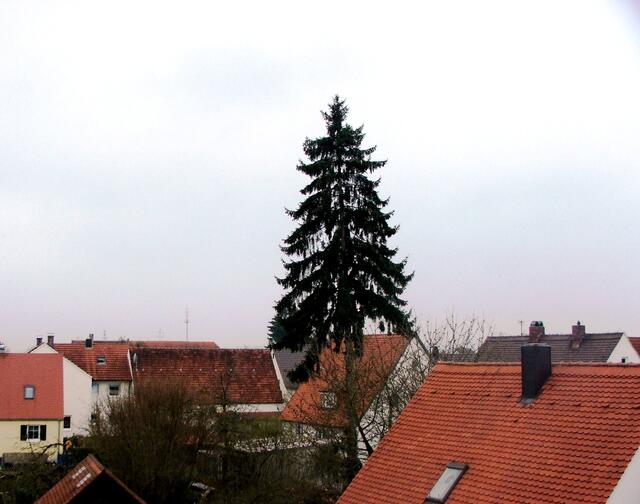 Die Äste fallen