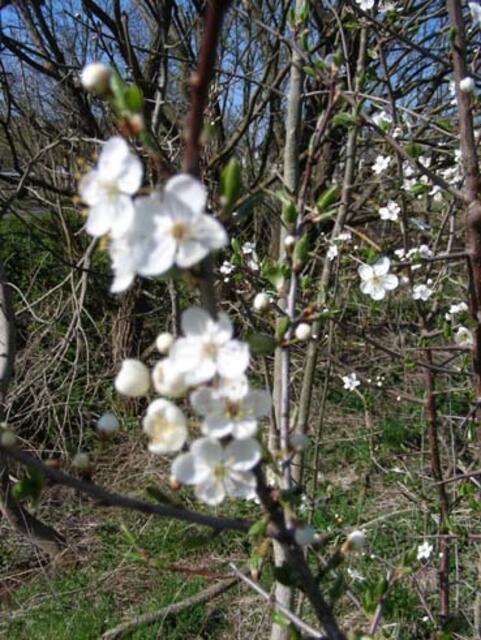 Bereit für die Bienen